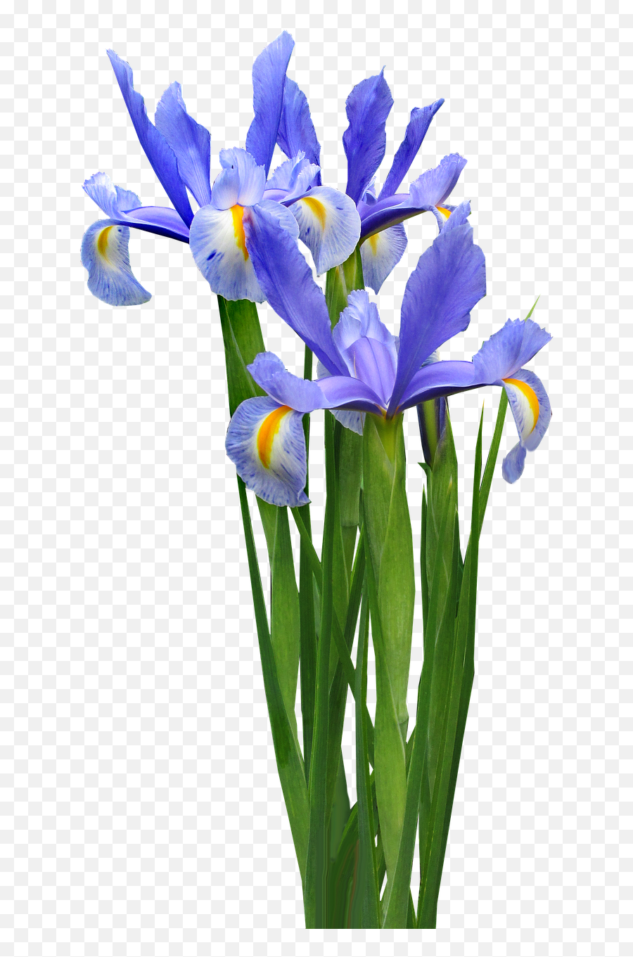 Transparent Iris Flower Png Image - Iris Flower Png Transparent,Iris Flower Png