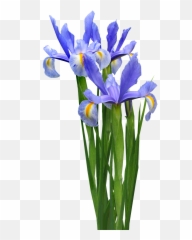 Transparent Iris Flower Png Image