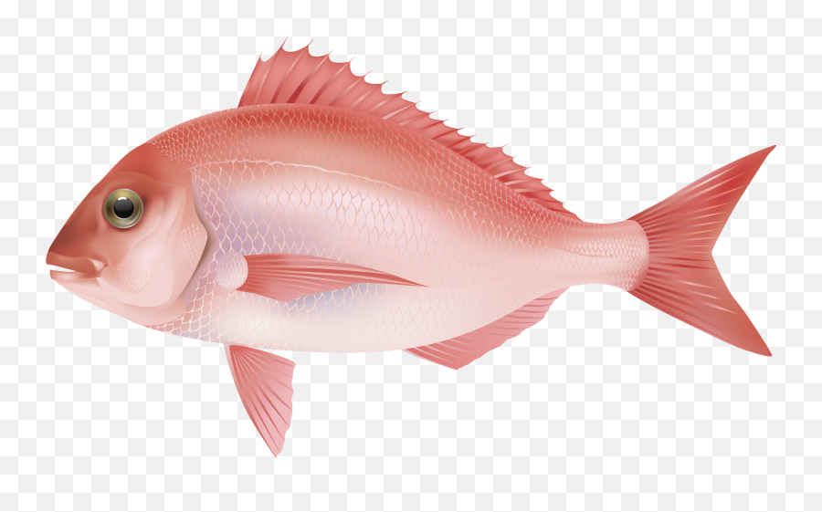 Fish Png Image Images Collection For Free Download Llumaccat Fin