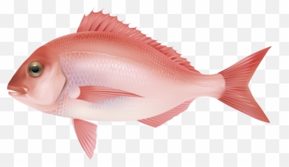 Fish Png Image Images Collection For Free Download Llumaccat Fin
