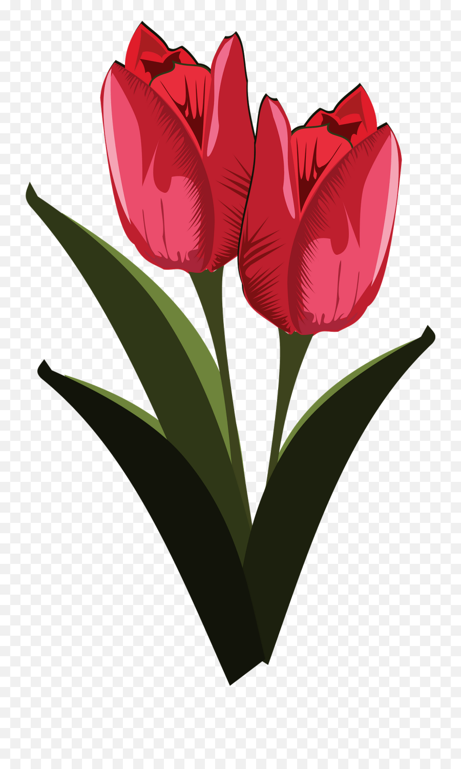 Heartplantflower Png Clipart - Royalty Free Svg Png Tulip Clip Art,Flowers Vector Png