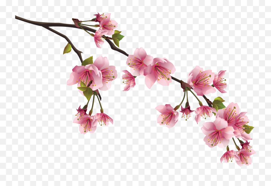Cherry Blossoms Branch Png - Cherry Blossom Flower Png,Cherry Blossom Branch Png