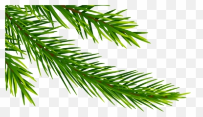 Free Png Corner Pine Branch - Tree