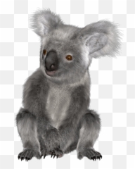 Stickers - Koala Bear Transparent Background Png,Koala Png