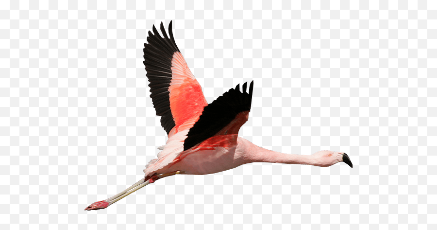 Flamingo Flying Transparent Background - Flamingo Flying Transparent Background Png,Flamingo Transparent Background