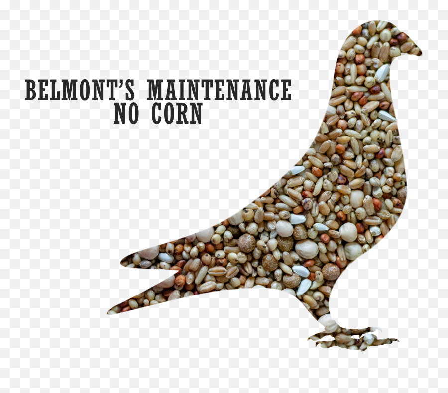 Belmontu0027s Maintenance Pigeon Mix No Corn - Pigeons And Doves Png,Pigeons Png
