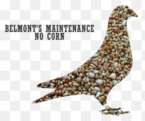 Belmontu0027s Maintenance Pigeon Mix No Corn - Pigeons And Doves Png,Pigeons Png