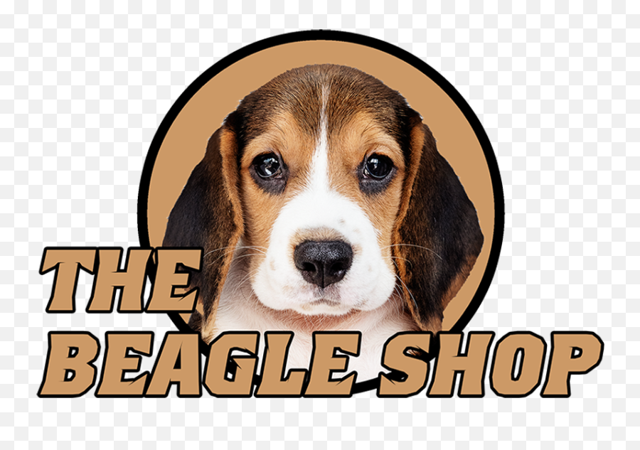 Amazoncom Beagle Shop Classic Png