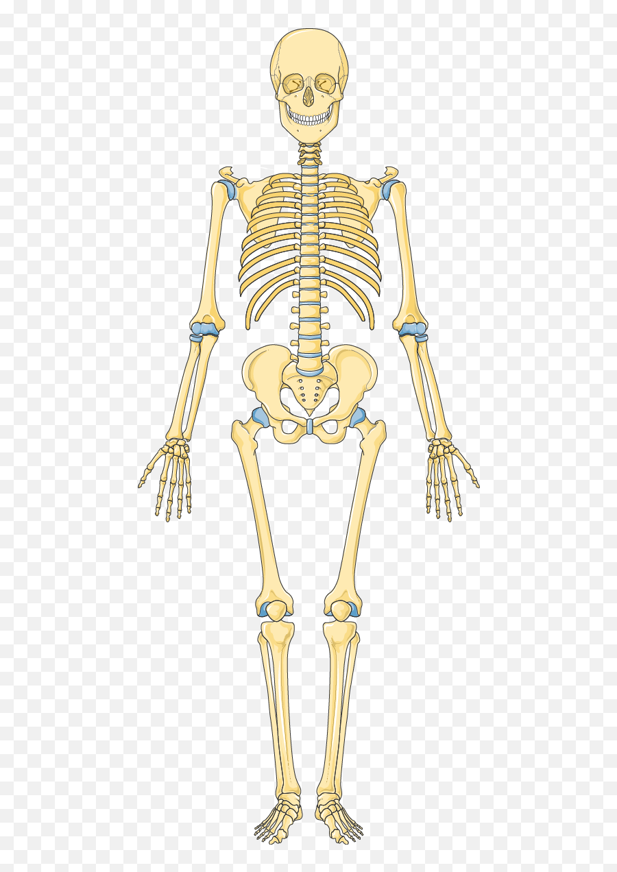 Skeleton - Servier Medical Art Free Download Image Of Human Skeleton Png,Skeletons Png