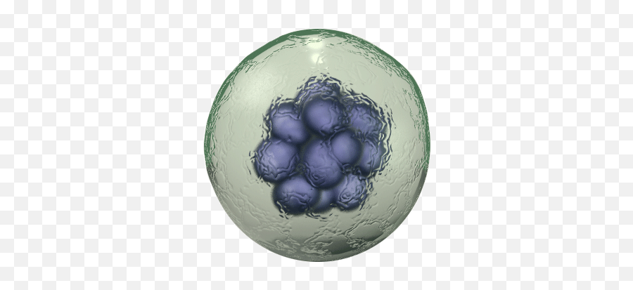 Png Transparent Body Cell - Transparent Cell Png,Body Png