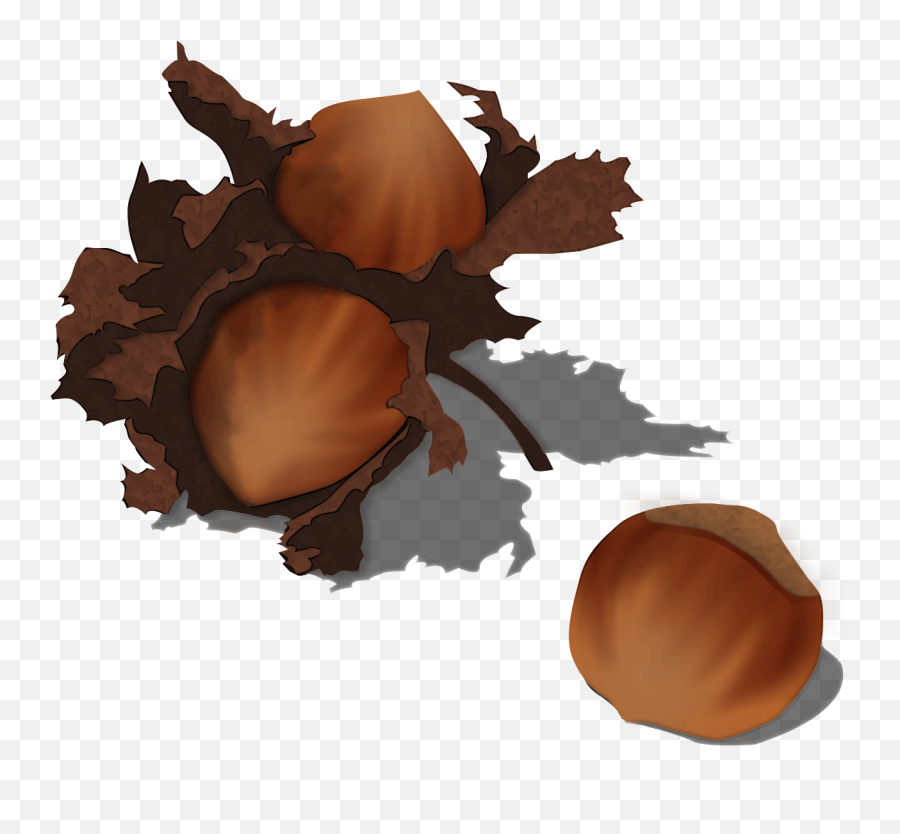 Hazelnut - Clip Art Png,Hazelnut Png