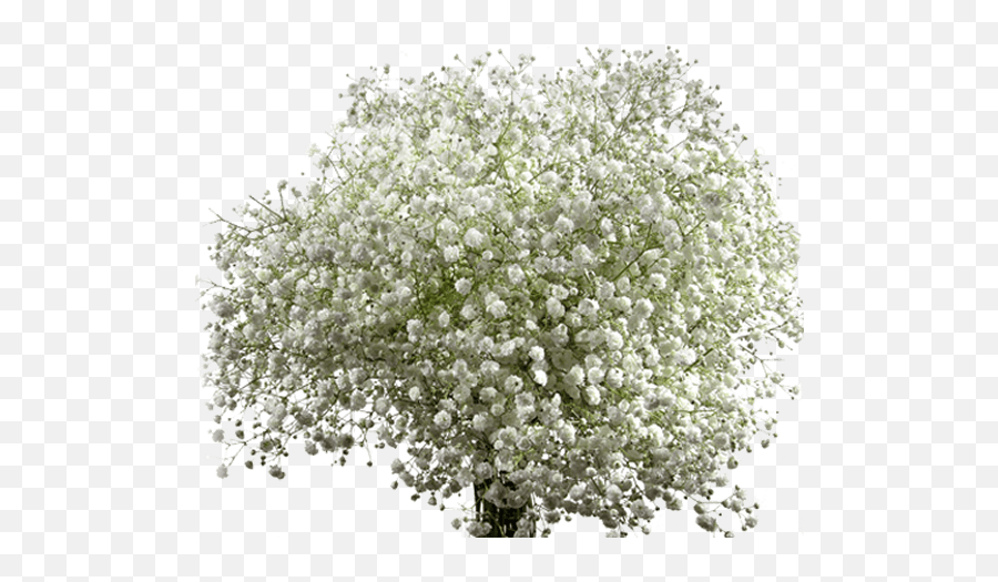 Gypsophila U2013 Rio Roses - Antarctic Flora Png,Baby's Breath Png