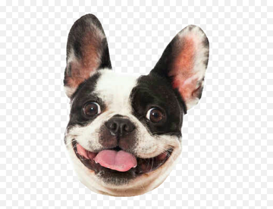 Dog Smile Bulldog Frenchbulldog Frenchie Frenchy - French Bulldog Smile Png,Cachorro Png