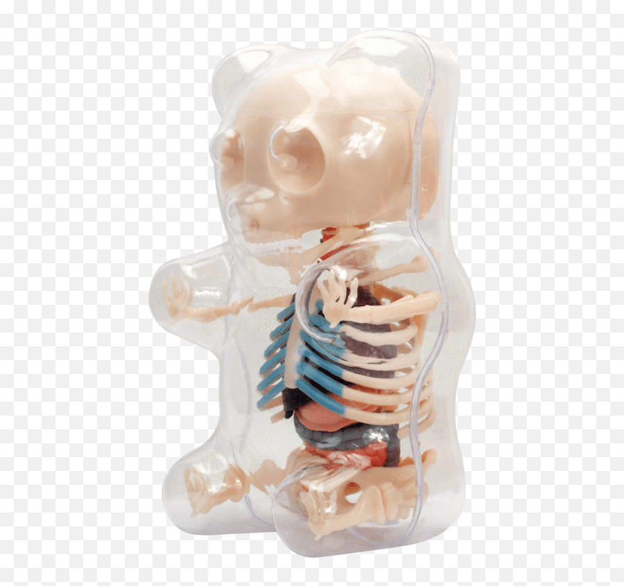 Clear Gummi Bear Funny Anatomy - Gummy Bear Png,Skeleton Transparent