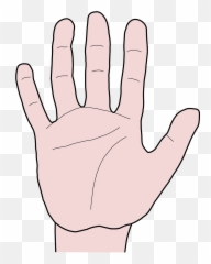 Hand Fingers Thumb Index - Vektor Tangan 5 Jari png