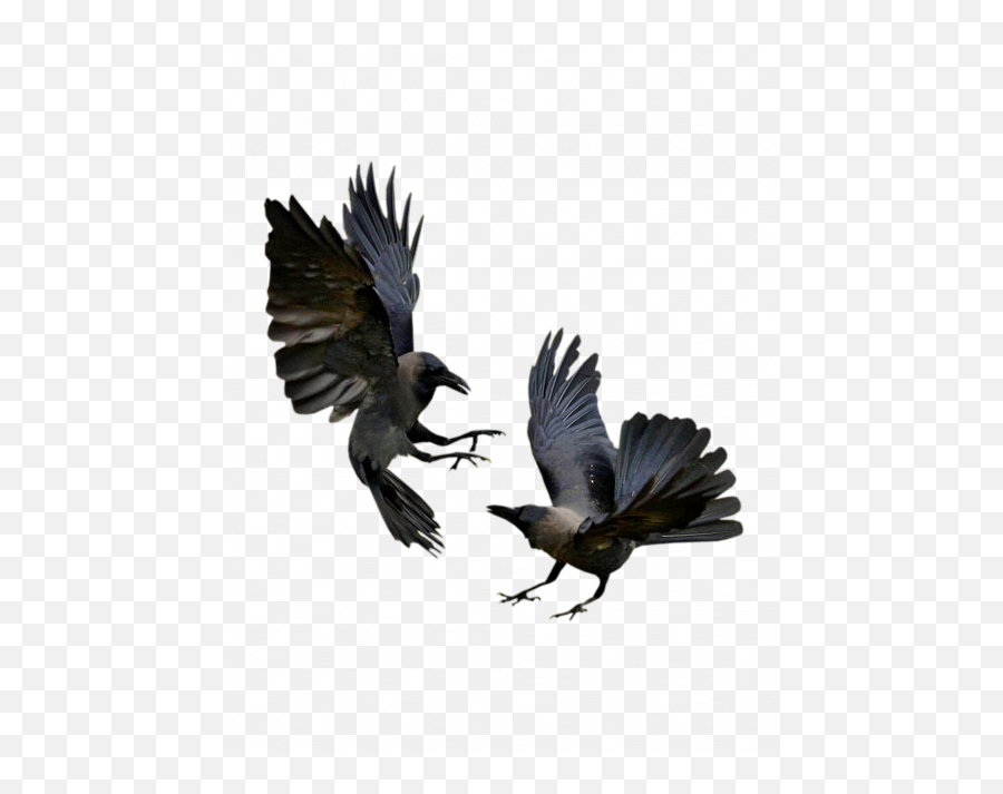 Raven Wings Six Of Crows Png Bilder - Crow Flying,Crows Png