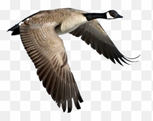 Download - Canada Goose Png,Goose Png