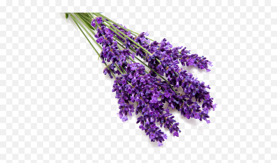Png Lavender Picture - Lavender Oil Png,Lavender Png