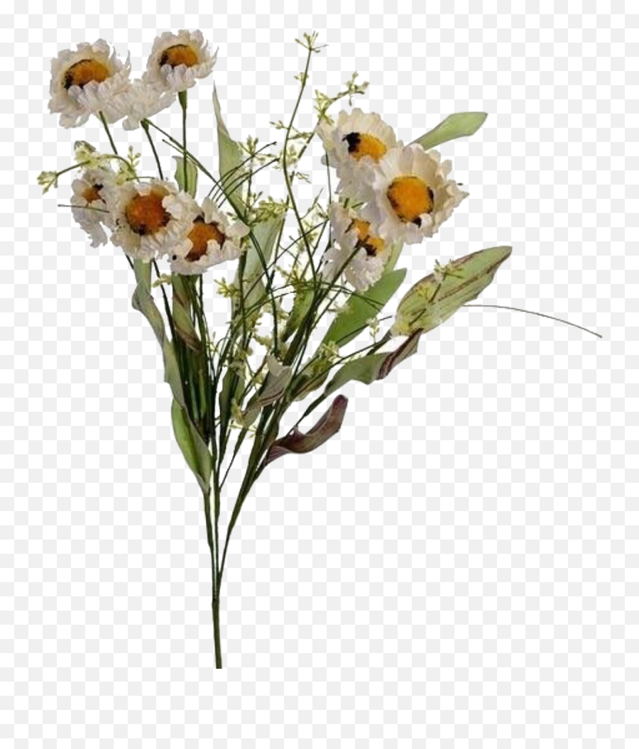 Flowers Uploaded - Flower Aesthetic Plant Png,Flower Overlay Png