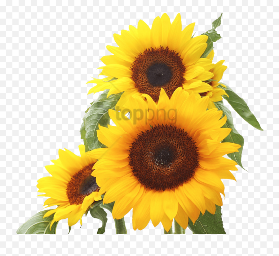 Download Free Png Sunflower Image With Transparent - Good Morning Mother In Law,Sunflower Transparent Background