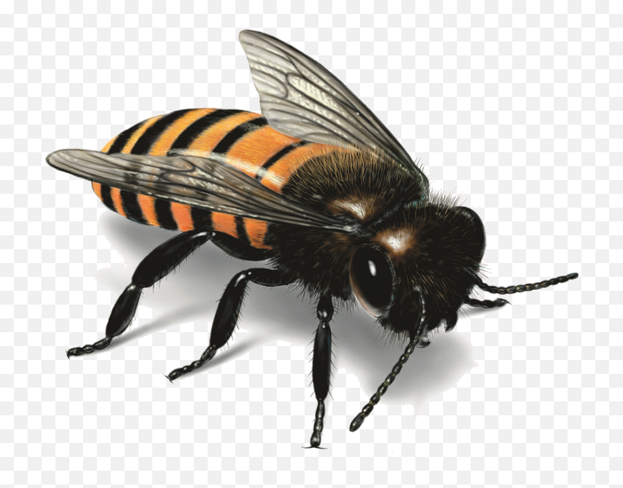 Bee Png Image For Free Download - Get Rid Of Sweat Bees,Hornet Png