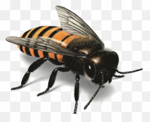 Bee Png Image For Free Download - Get Rid Of Sweat Bees,Hornet Png