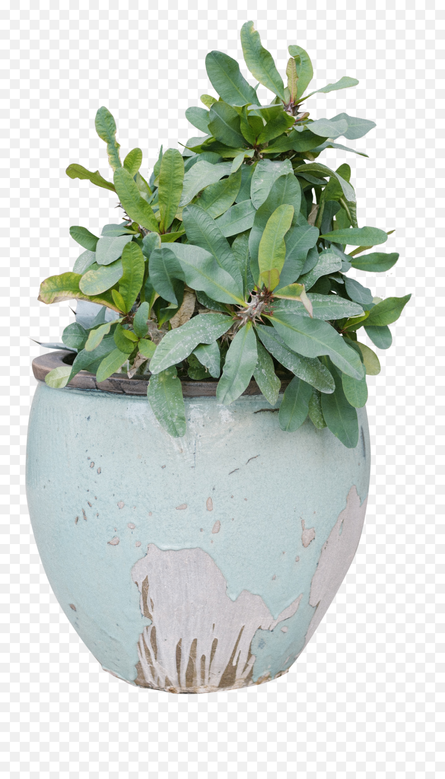Free Transparent Png Images Icons And Clip Arts Get - Plant In Vase Png,Luna Transparent Background
