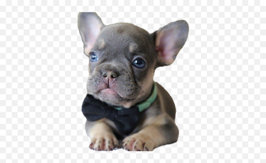 French Bulldog Puppy Png File All - French Bulldog Puppy Png,Bulldog Png