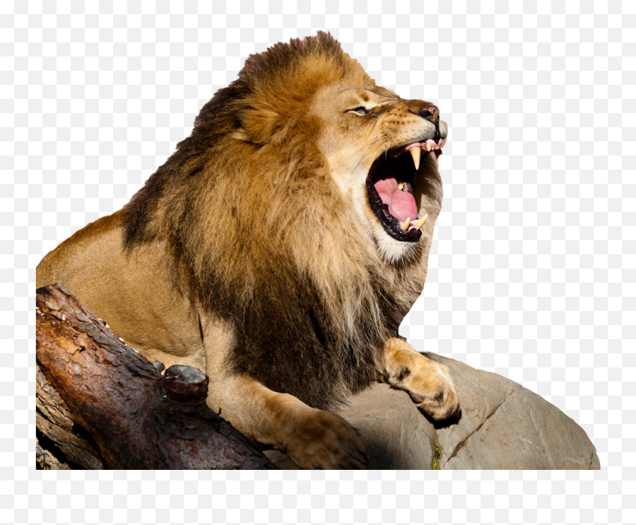 Young Lion Roar Png Background Photo Real - African Lion Roar,Lion Face Png  - free transparent png images 