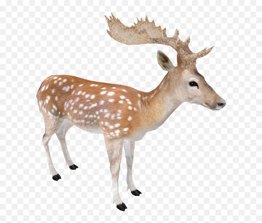 Fallow Deer Transparent Png Image - Fallow Deer Png,Deer Transparent