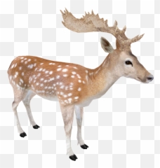 Fallow Deer Transparent Png Image