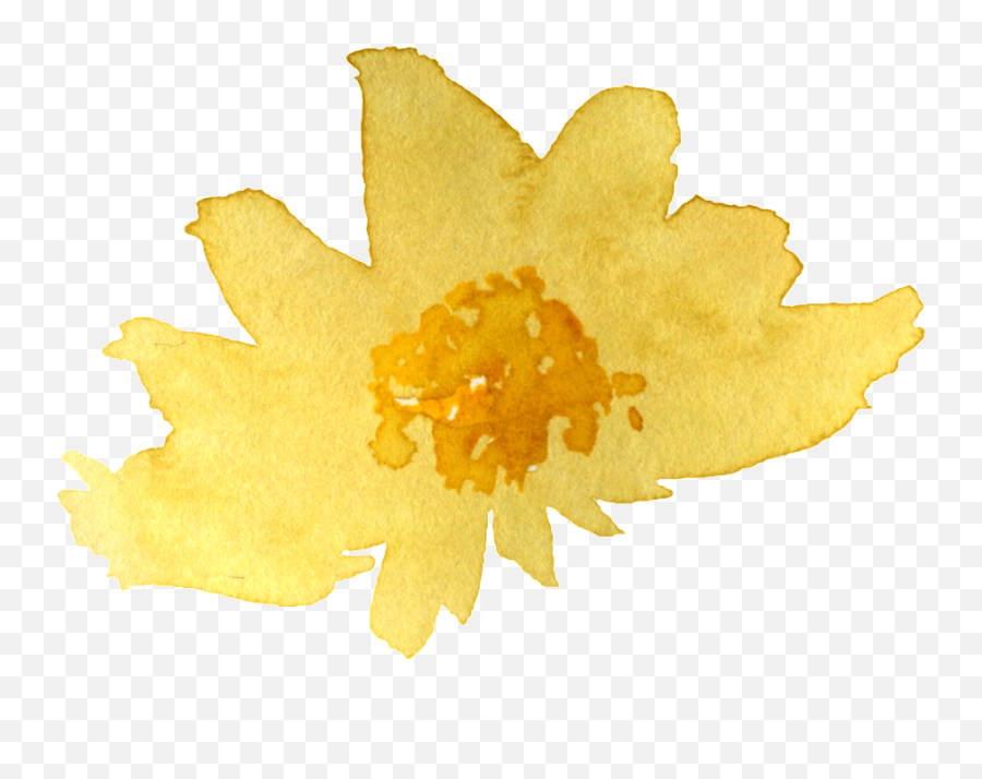 Watercolor Yellow Chrysanthemum Png - Sacred Lotus,Chrysanthemum Png