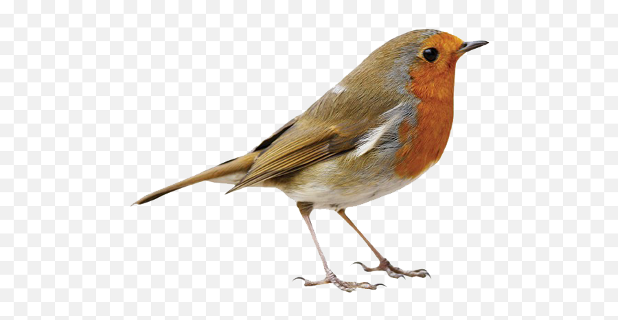 Robin Png Transparent Images Free Download - All Birds Image Png,Robin Transparent