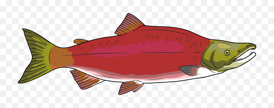 Sockeye Red Salmon Clipart - Sockeye Salmon Clipart Png,Salmon Transparent