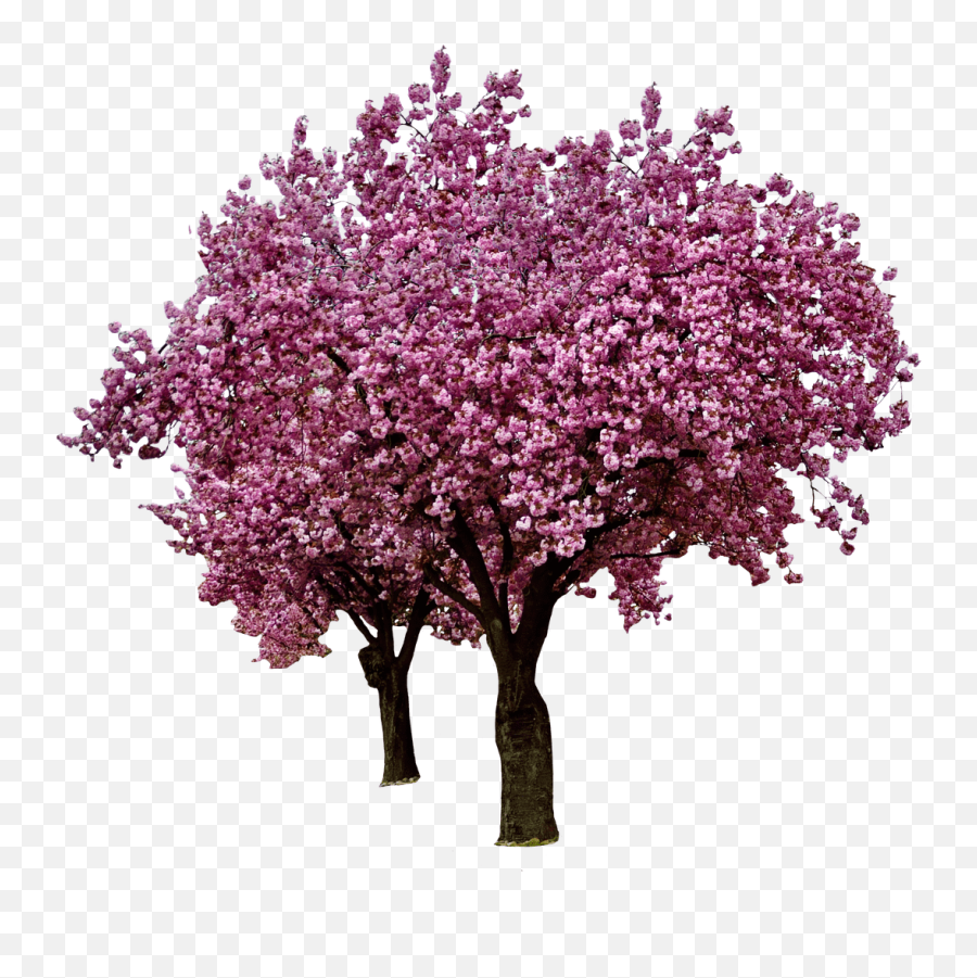 Spring Cherry Blossoms Transparent Png - Real Cherry Blossom Tree Png,Cherry Blossom Branch Png