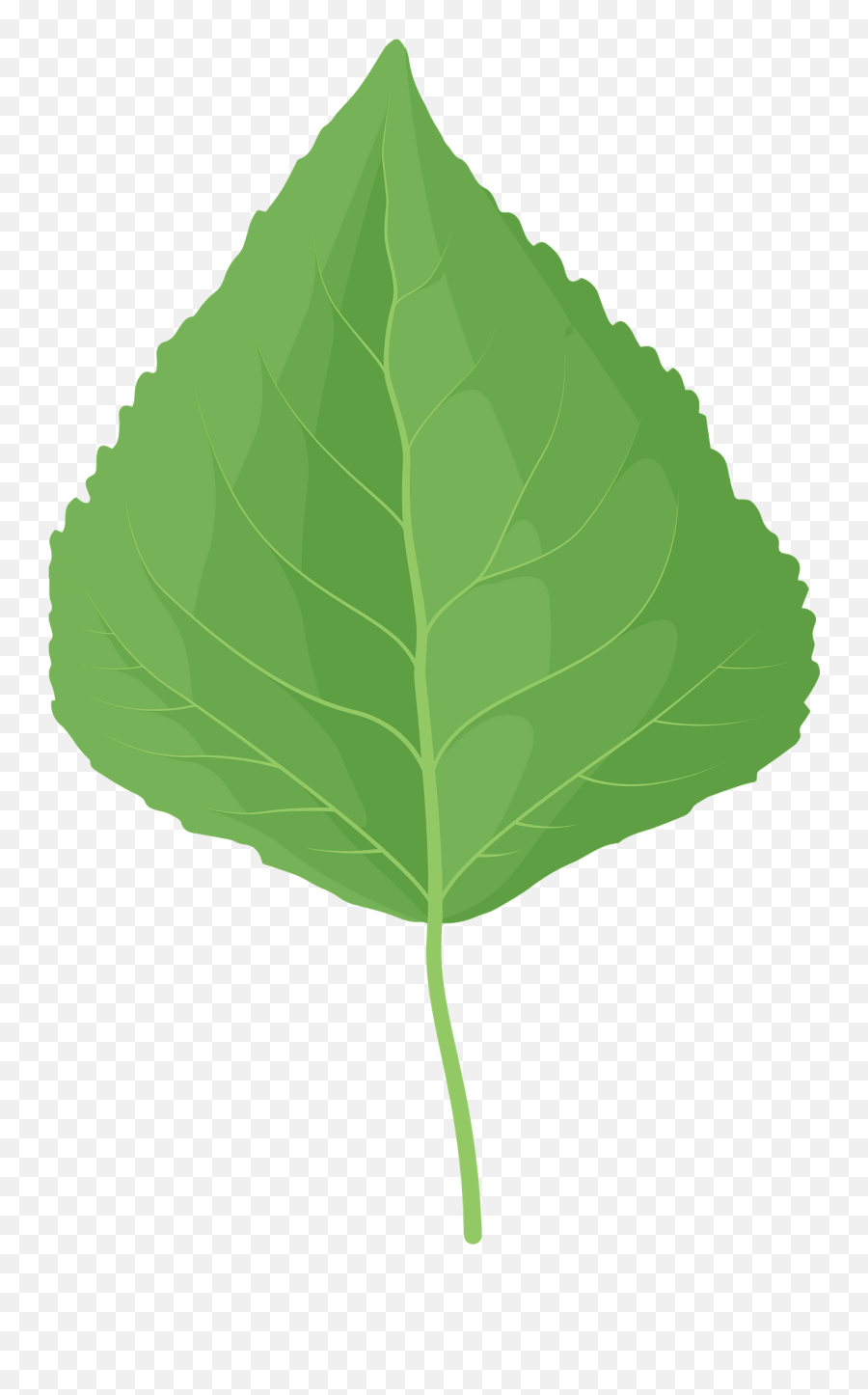 Quaking Aspen Green Leaf Clipart - Mint Leaf Png,Aspen Tree Png