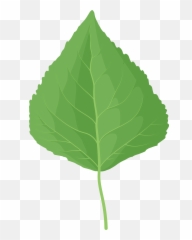 Quaking Aspen Green Leaf Clipart - Mint Leaf Png,Aspen Tree Png