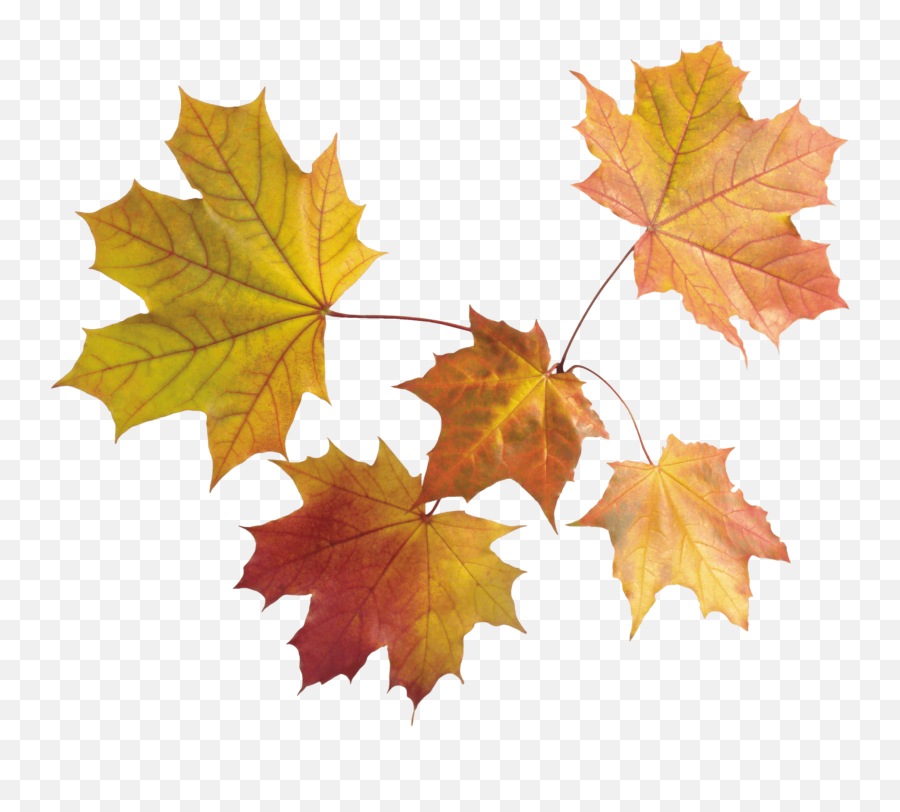 Maple Leaves Group Transparent Png - Transparent Background Maple Leaves Png,Canada Maple Leaf Png