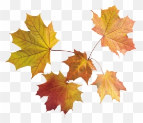 Maple Leaves Group Transparent Png - Background