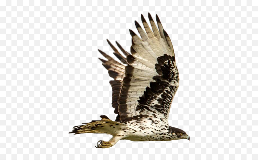 Eagle Attack Apk 14 - Download Free Apk From Apksum Eagle Png,Attack Icon