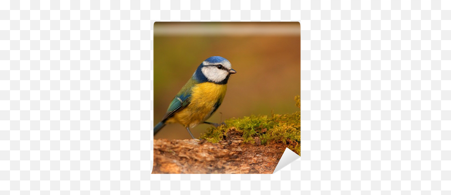 Wall Mural Blue Tit Bird - Pixersus Eurasian Blue Tit Png,Tit Icon