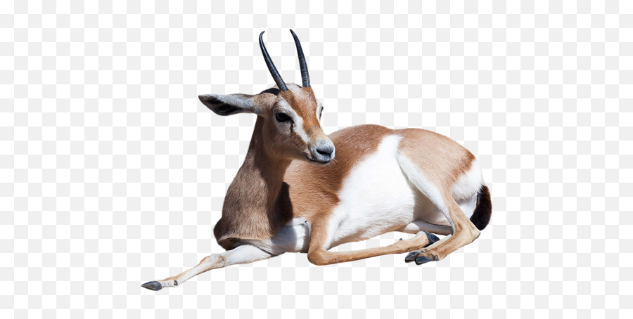 Download Free Gazelle File Icon Favicon Freepngimg - Gazelle Png,Gazelle Icon