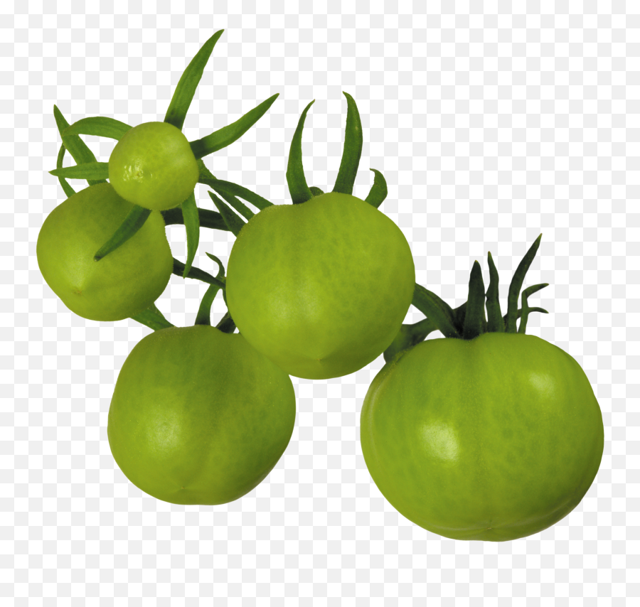 Tomato Png Images Free Download - Green Tomatoes Png,Tomato Clipart Png