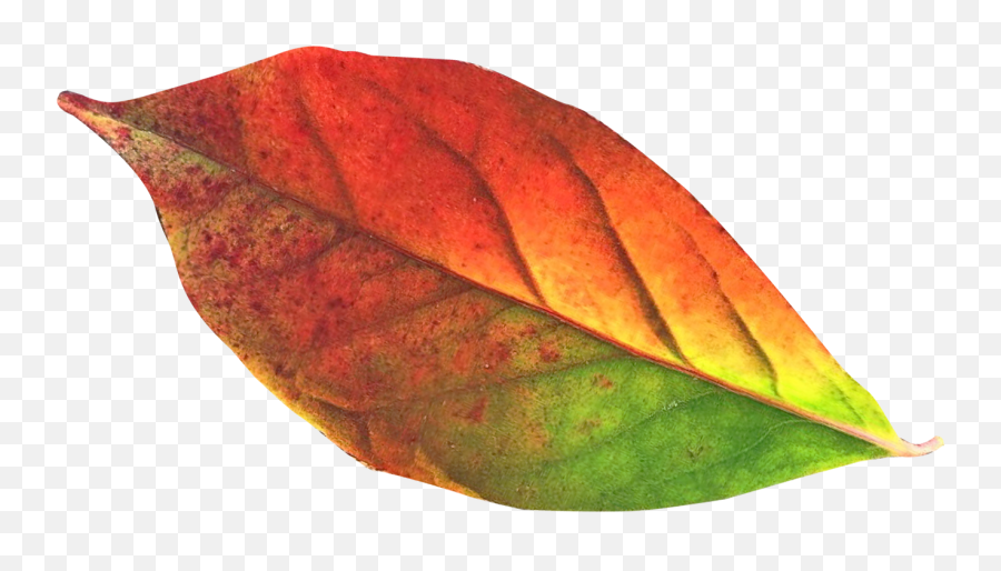 Autumn Leaf Png Transparent Image - Transparent Autumn Leaves Clipart,Autumn Leaves Png