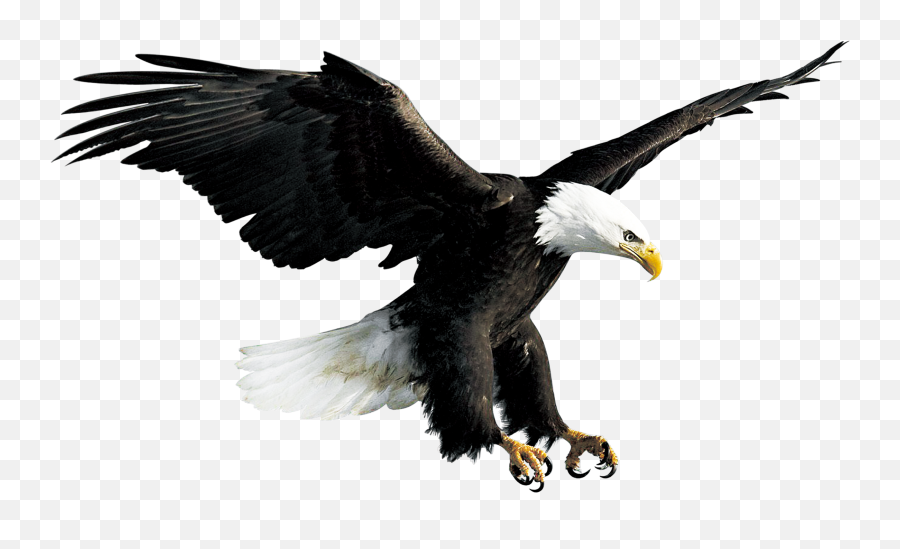 Bald Eagle Hawk Falconiformes - Transparent Background Eagle Png,Soaring Eagle Png