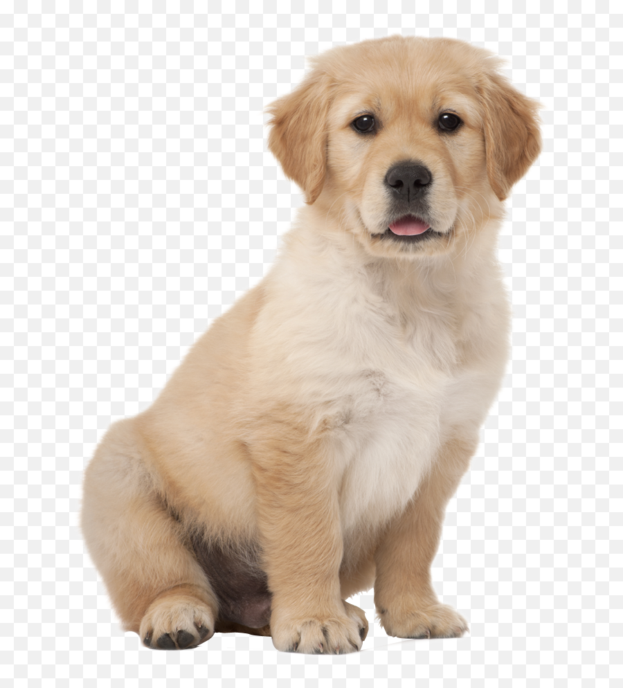 Labrador Retriever Png Images Free Download - Short Hair Golden  Retriever,Cachorro Png - free transparent png images 