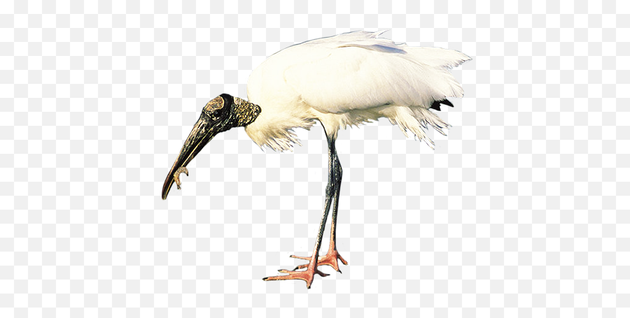 Bird Clip Art - Wood Stork White Background Png,Stork Png