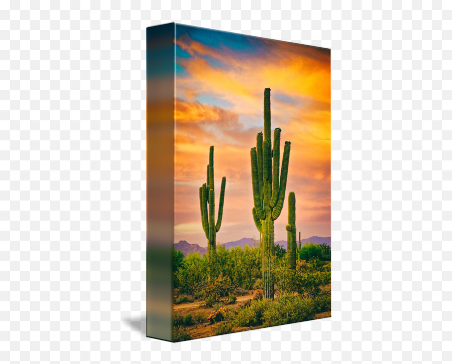 Portrait Scenic View Of The Southwest Sonoran Desert In - Desert Png,Saguaro Png