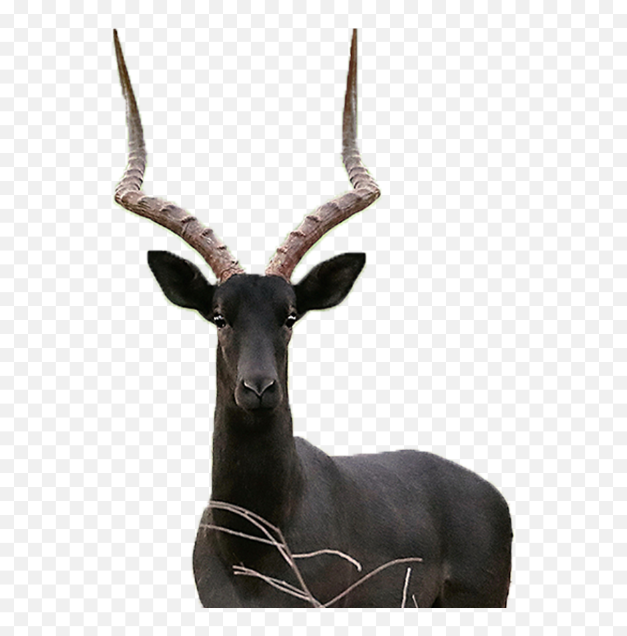 Impala Black - Black Impala Png,Impala Png