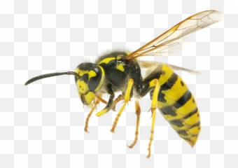 Hornet Wasp Png Image Background Arts - Wasps Png,Hornet Png